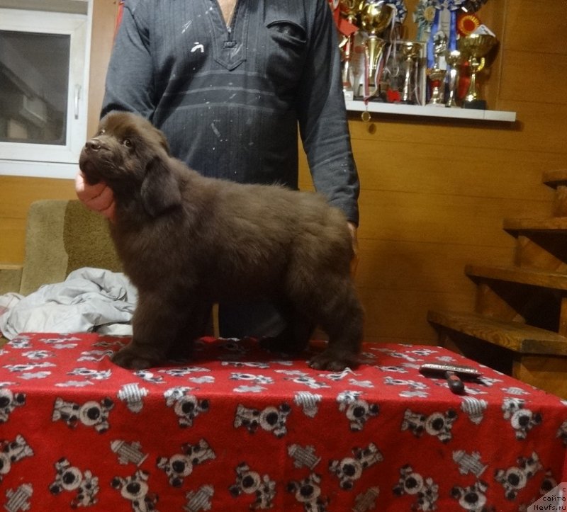 Фото: ньюфаундленд Ньюфорт Персея (Njufort Perseya)