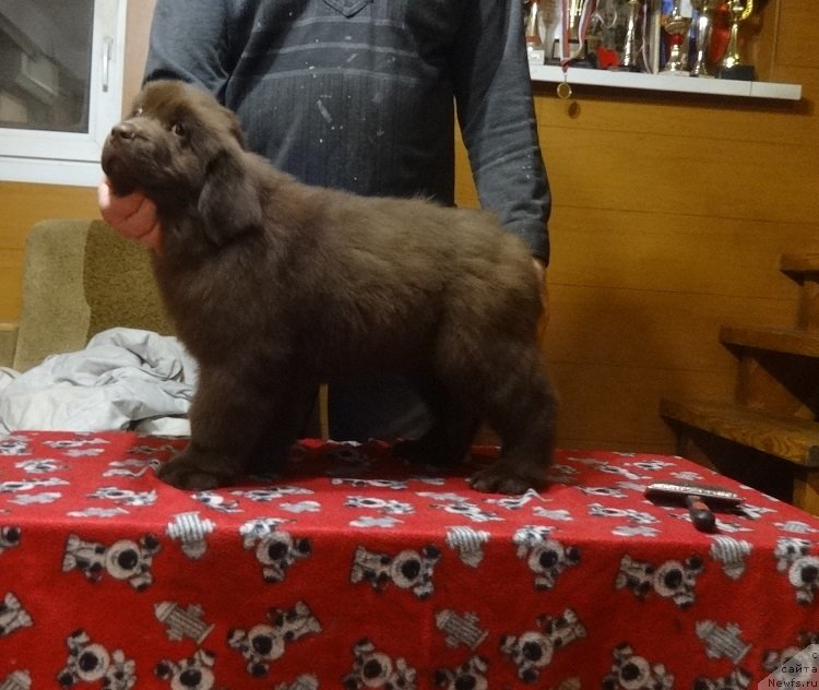 Фото: ньюфаундленд Ньюфорт Персея (Njufort Perseya)