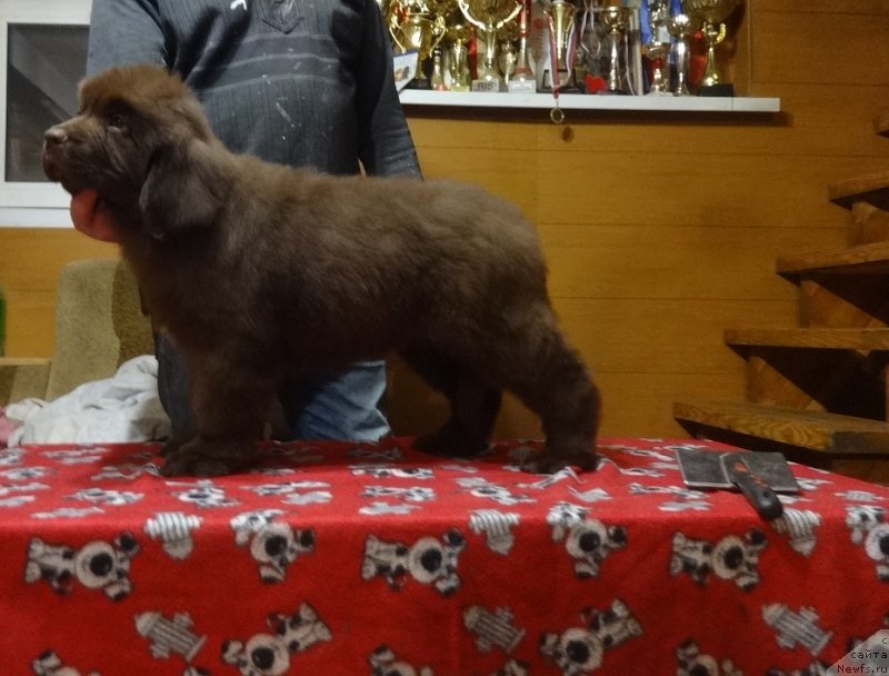 Фотография № 240017