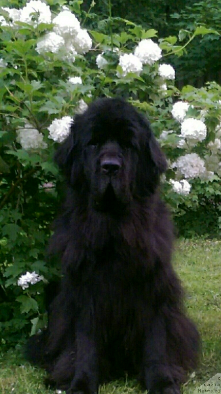 Фото: ньюфаундленд Княженика из Антаграда