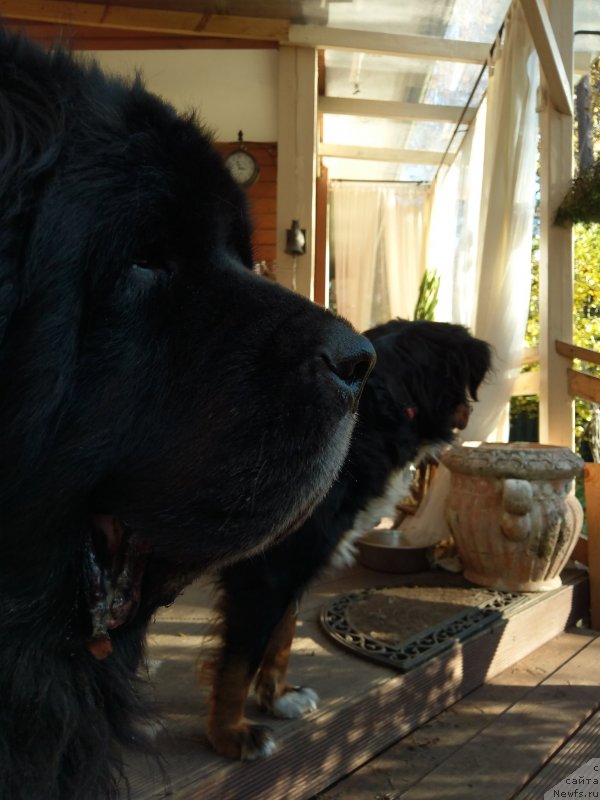 Фото: ньюфаундленд Княженика из Антаграда