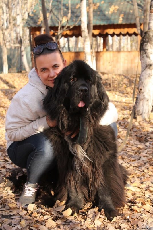 Фото: ньюфаундленд Эквалс зе Бест