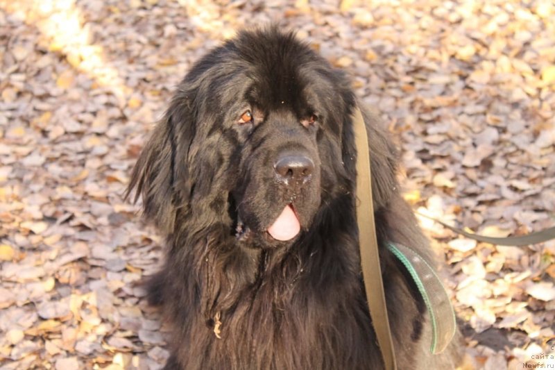 Фото: ньюфаундленд Эквалс зе Бест