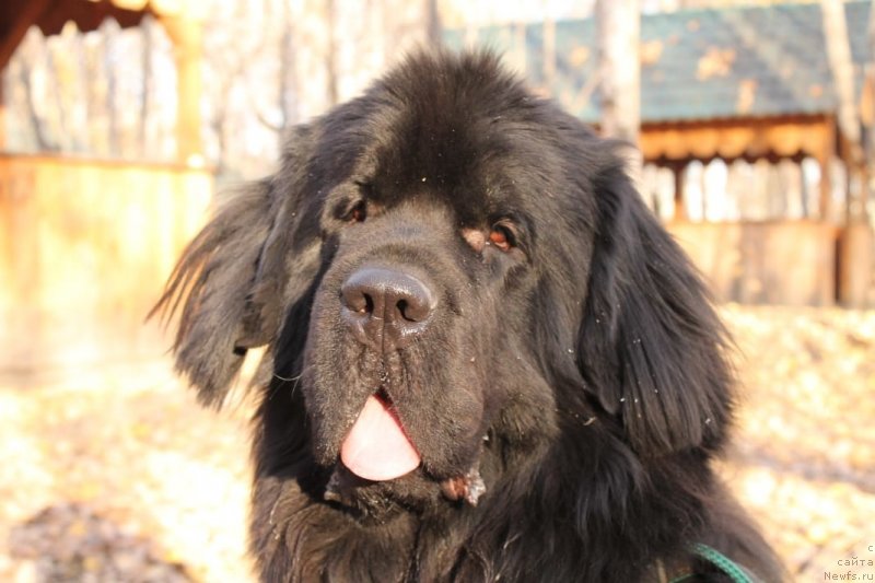 Фото: ньюфаундленд Эквалс зе Бест