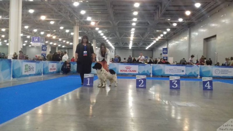 Фото: ньюфаундленд Еужиярви от Карельских Медведей (Euzhiyarvi ot Karelskikh Medvedey)