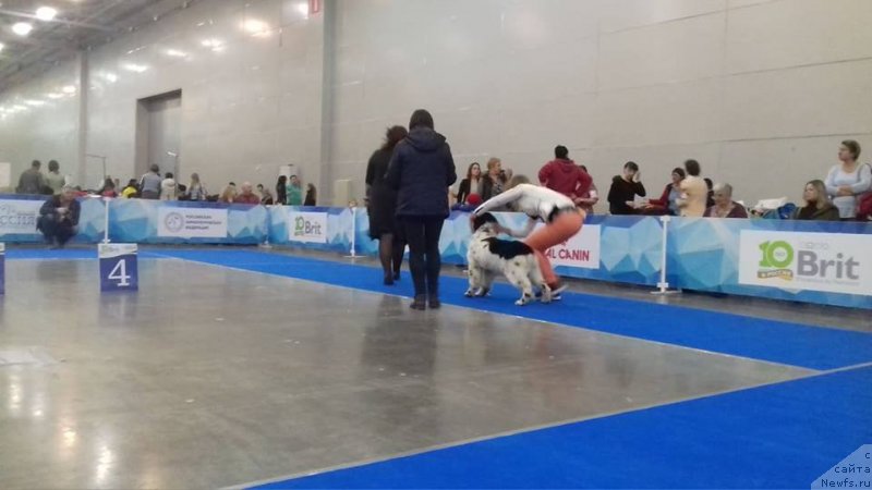 Фото: ньюфаундленд Еужиярви от Карельских Медведей (Euzhiyarvi ot Karelskikh Medvedey)