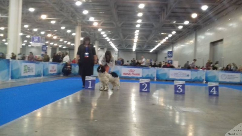 Фото: ньюфаундленд Еужиярви от Карельских Медведей (Euzhiyarvi ot Karelskikh Medvedey)