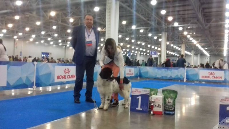 Фото: ньюфаундленд Еужиярви от Карельских Медведей (Euzhiyarvi ot Karelskikh Medvedey)