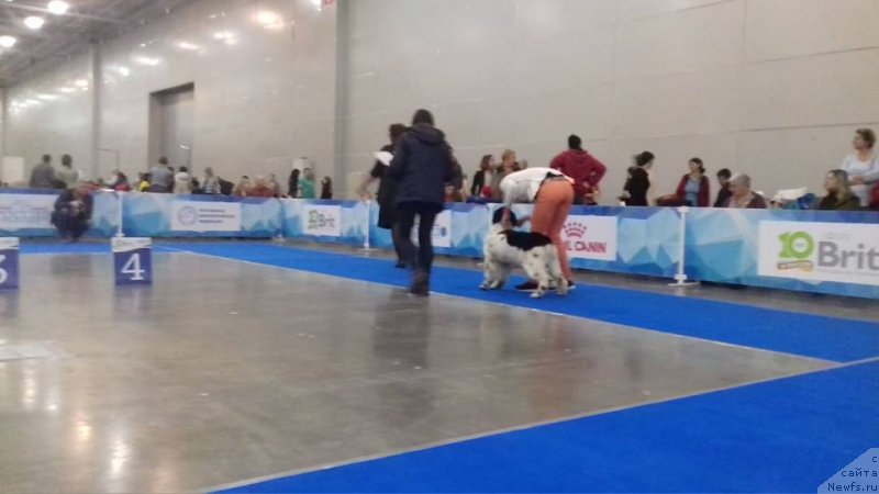 Фото: ньюфаундленд Еужиярви от Карельских Медведей (Euzhiyarvi ot Karelskikh Medvedey)