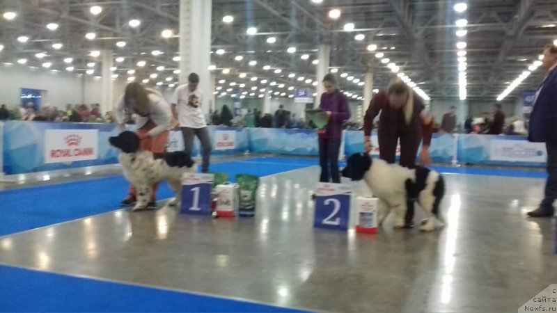 Фото: ньюфаундленд Еужиярви от Карельских Медведей (Euzhiyarvi ot Karelskikh Medvedey)