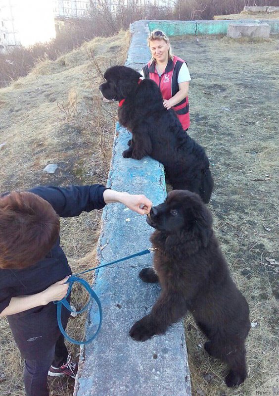 Фото: ньюфаундленд Fallin Love With Me Midnight Bear, ньюфаундленд Смигар Танго ин зе Найт (Smigar Tango in the Night)