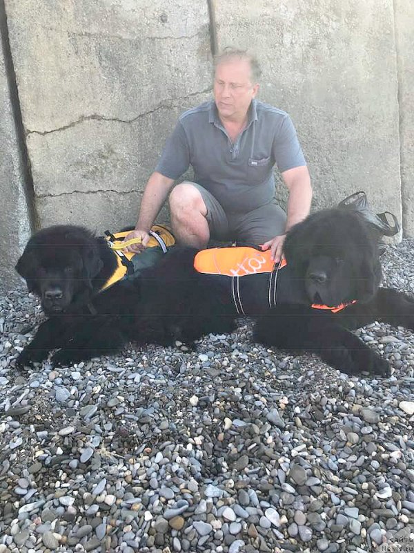 Фото: ньюфаундленд Fallin Love With Me Midnight Bear, ньюфаундленд Смигар Танго ин зе Найт (Smigar Tango in the Night), Павел Савенко