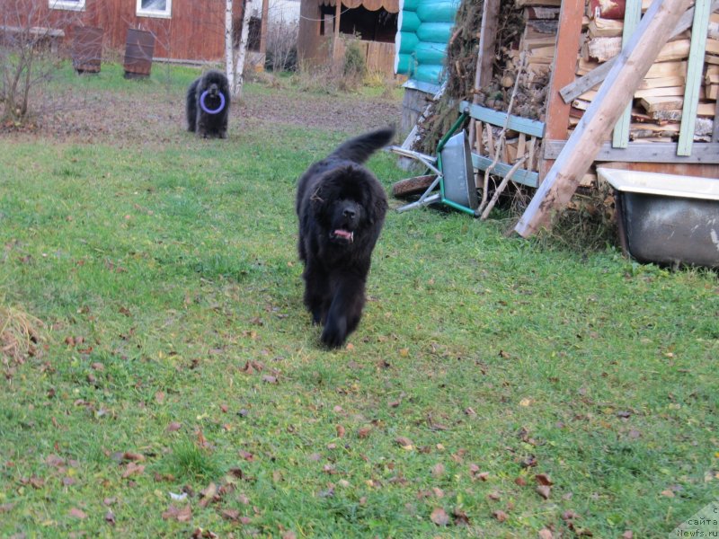 Фото: ньюфаундленд Риччи с Берега Дона (Richchi s Berega Dona)