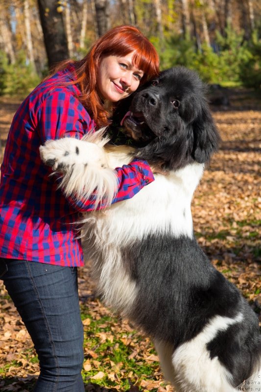 Фото: ньюфаундленд Гордон Инг'л Перикльз фром Рашн Беар