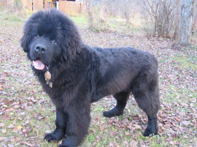 Фотография № 240057