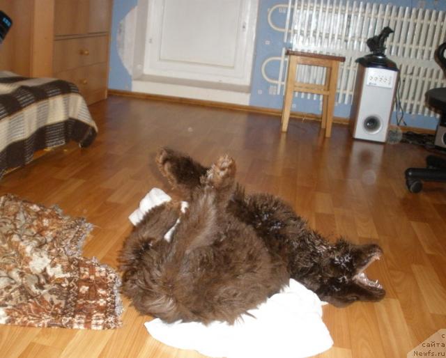 Фото: ньюфаундленд Лесная Сказка Королевский Медведь (Lesnaja Skazka Korolevskiy Medved)