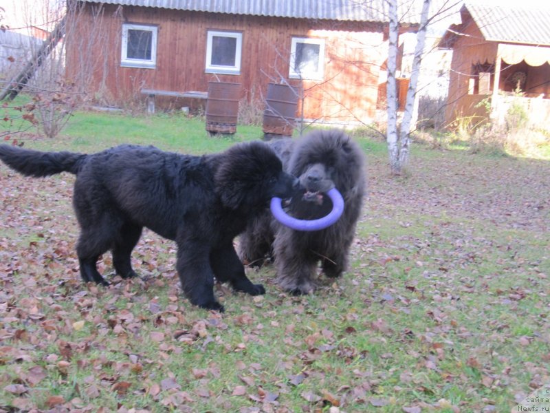 Фото: ньюфаундленд Риччи с Берега Дона (Richchi s Berega Dona), ньюфаундленд Дюрбахлер Клаб Альфаретта Виньетта