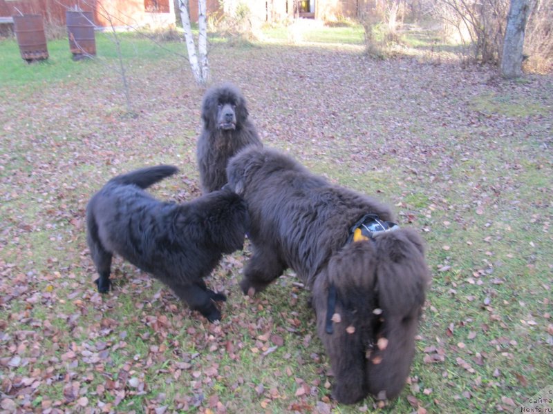 Фотография № 240064