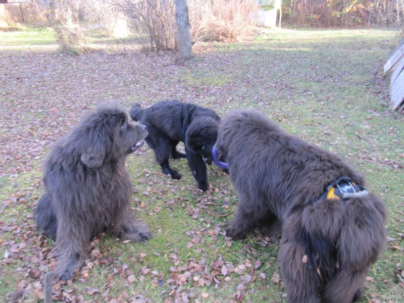 Фото: ньюфаундленд Дюрбахлер Клаб Альфаретта Виньетта, ньюфаундленд Мелти Вейв Марин Тифея (Melty Wave Marine Tifeya), ньюфаундленд Риччи с Берега Дона (Richchi s Berega Dona)