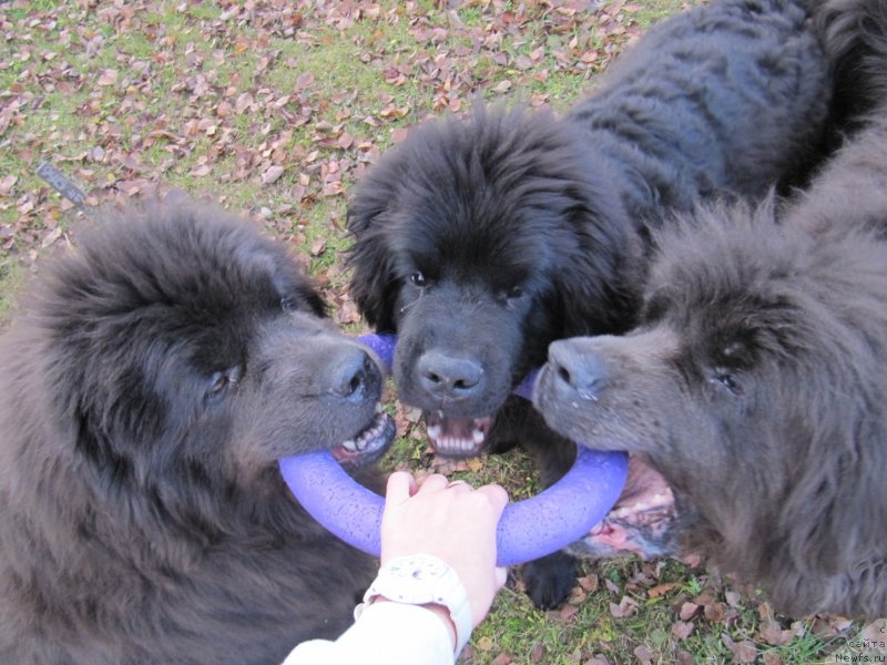 Фото: ньюфаундленд Мелти Вейв Марин Тифея (Melty Wave Marine Tifeya), ньюфаундленд Риччи с Берега Дона (Richchi s Berega Dona), ньюфаундленд Дюрбахлер Клаб Альфаретта Виньетта