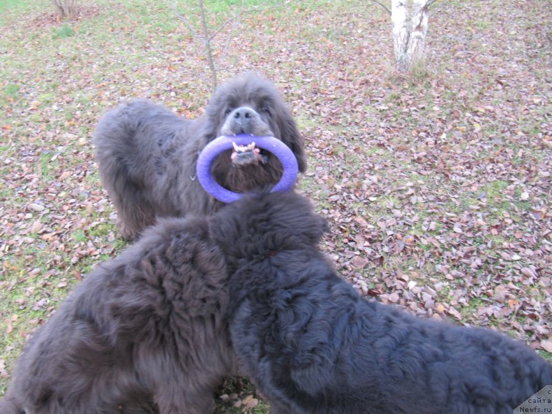 Фото: ньюфаундленд Дюрбахлер Клаб Альфаретта Виньетта, ньюфаундленд Мелти Вейв Марин Тифея (Melty Wave Marine Tifeya), ньюфаундленд Риччи с Берега Дона (Richchi s Berega Dona)