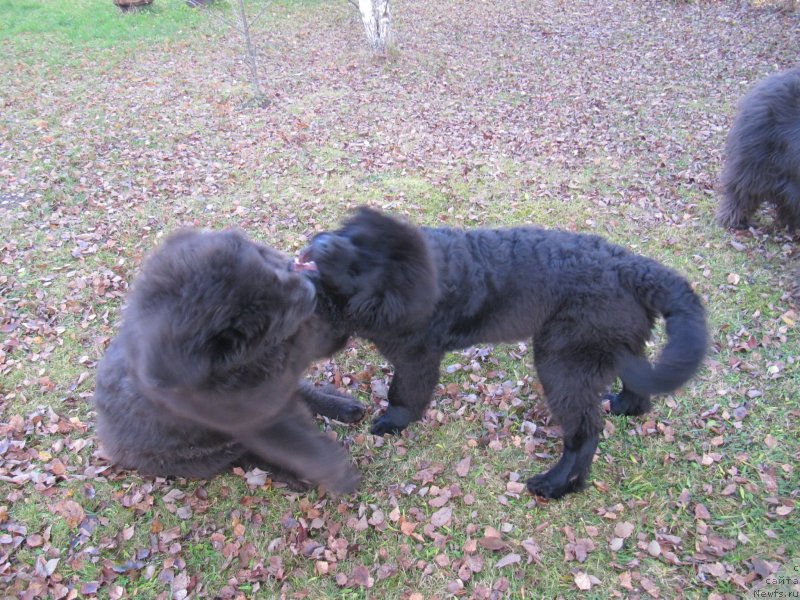 Фотография № 240069