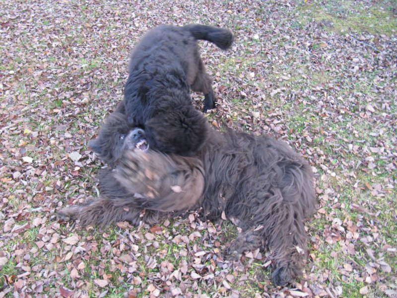 Фото: ньюфаундленд Риччи с Берега Дона (Richchi s Berega Dona), ньюфаундленд Дюрбахлер Клаб Альфаретта Виньетта