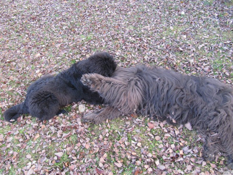 Фото: ньюфаундленд Риччи с Берега Дона (Richchi s Berega Dona), ньюфаундленд Дюрбахлер Клаб Альфаретта Виньетта