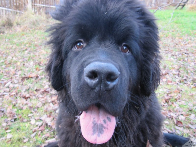 Фото: ньюфаундленд Риччи с Берега Дона (Richchi s Berega Dona)
