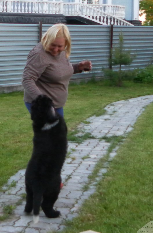 Фото: ньюфаундленд Питерньюф Енигма (Piternyuf Enigma)