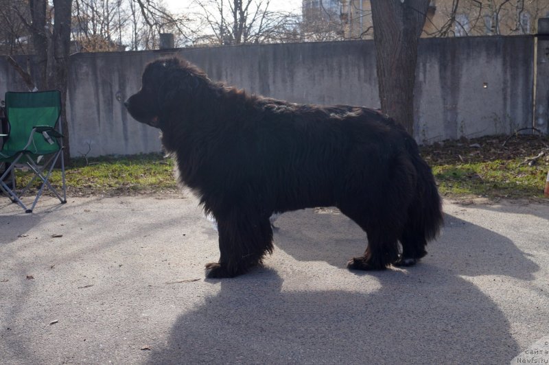 Фото: ньюфаундленд Питерньюф Енигма (Piternyuf Enigma)