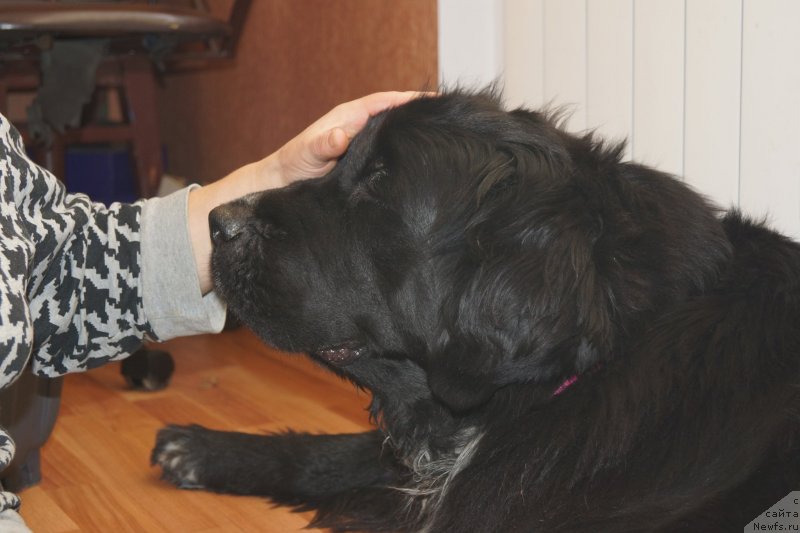 Фотография № 240083