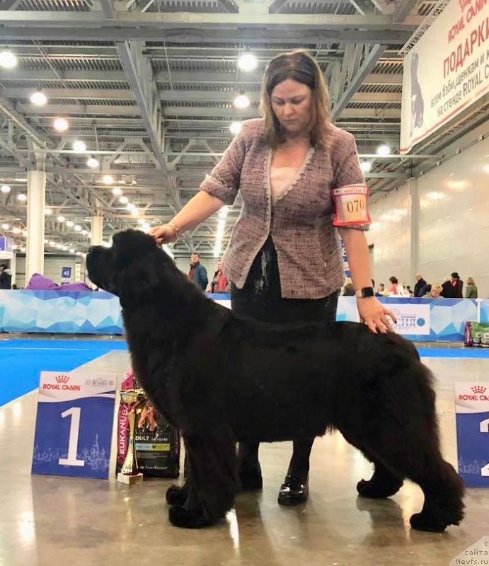 Фото: ньюфаундленд Акватория Келвин Юник Малина Стайл (Aquatoriya Kelvin Yunique Malina Style)