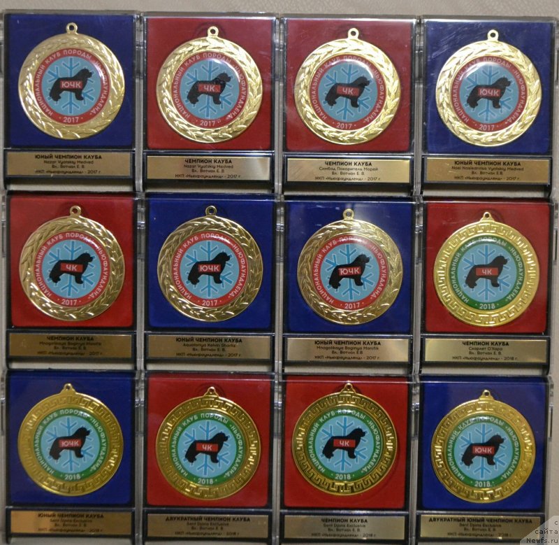 Фото: ньюфаундленд Назар Вятский Медведь (Nazar Vyatskiy Medved), ньюфаундленд Симбад Покоритель Морей, ньюфаундленд Скарлет О'Хара, ньюфаундленд Акватория Келвин Шарлиз (Aquatoriya Kelvin Sharliz), ньюфаундленд Многоликая Богиня Манифик (Mnogolikaya Boginya Manifik), ньюфаундленд Ноэль Наследница Вятских Медведей (Noel Naslednitsa Vyatskiy Medved), ньюфаундленд Сент Джонс Эксклюзив (Sent Djons Exclusive)