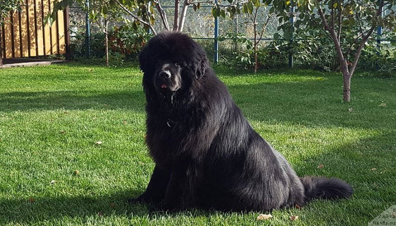 Фото: Вадим Вишневский, ньюфаундленд Инвайтинг Лук оф Лав (Inviting Look of Love)