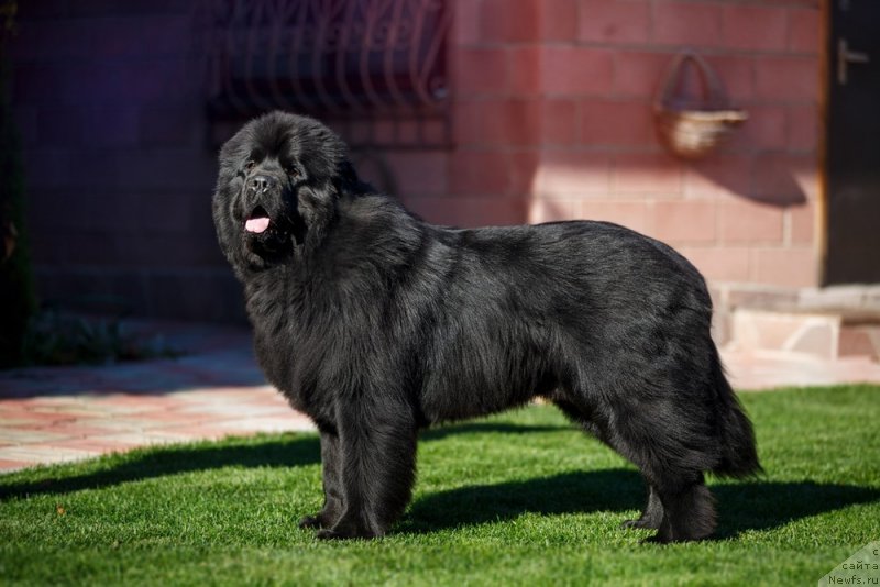 Фото: ньюфаундленд Инвайтинг Лук оф Лав (Inviting Look of Love)