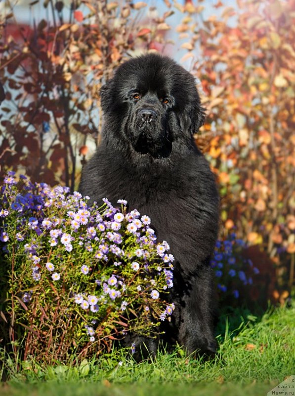 Фото: ньюфаундленд Инвайтинг Лук оф Лав (Inviting Look of Love)