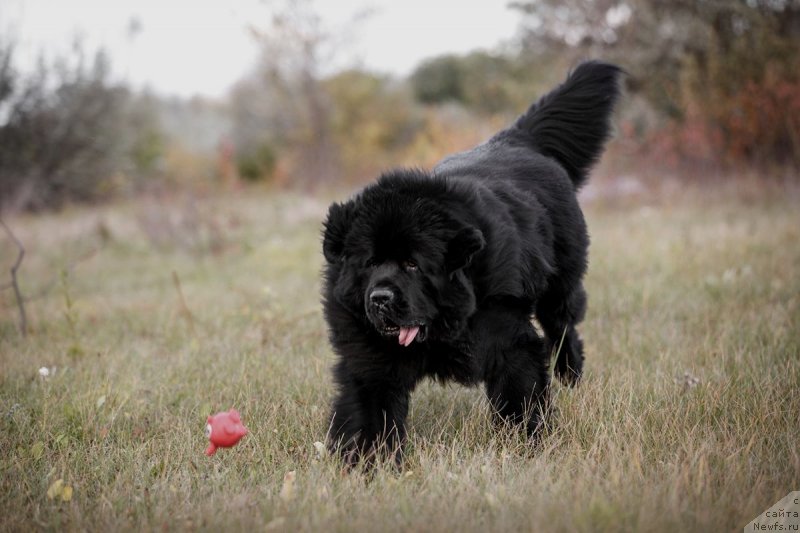 Фото: ньюфаундленд Инвайтинг Лук оф Лав (Inviting Look of Love)