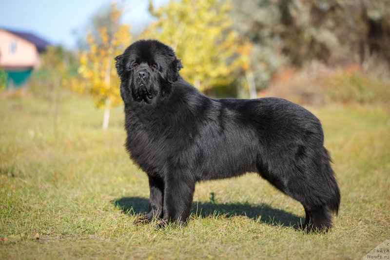 Фото: ньюфаундленд Инвайтинг Лук оф Лав (Inviting Look of Love)