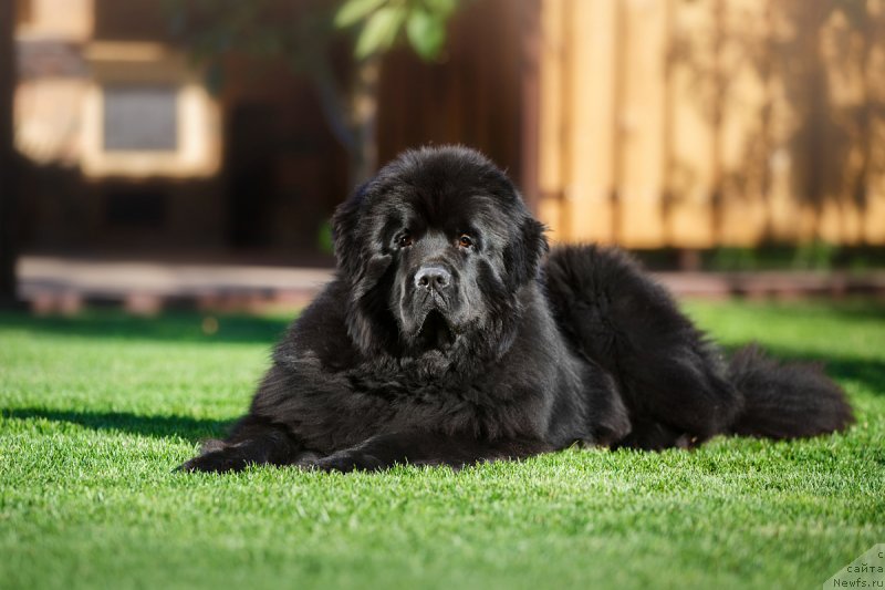 Фото: Вадим Вишневский, ньюфаундленд Инвайтинг Лук оф Лав (Inviting Look of Love)