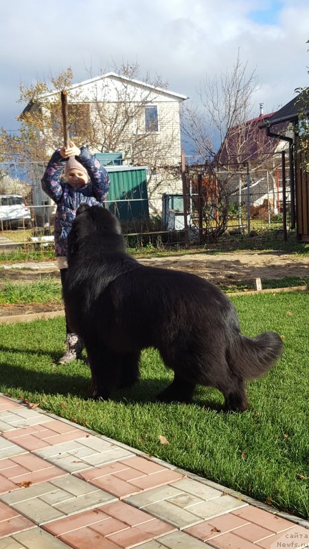 Фото: ньюфаундленд Инвайтинг Лук оф Лав (Inviting Look of Love)