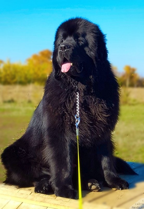 Фото: Вадим Вишневский, ньюфаундленд Инвайтинг Лук оф Лав (Inviting Look of Love)