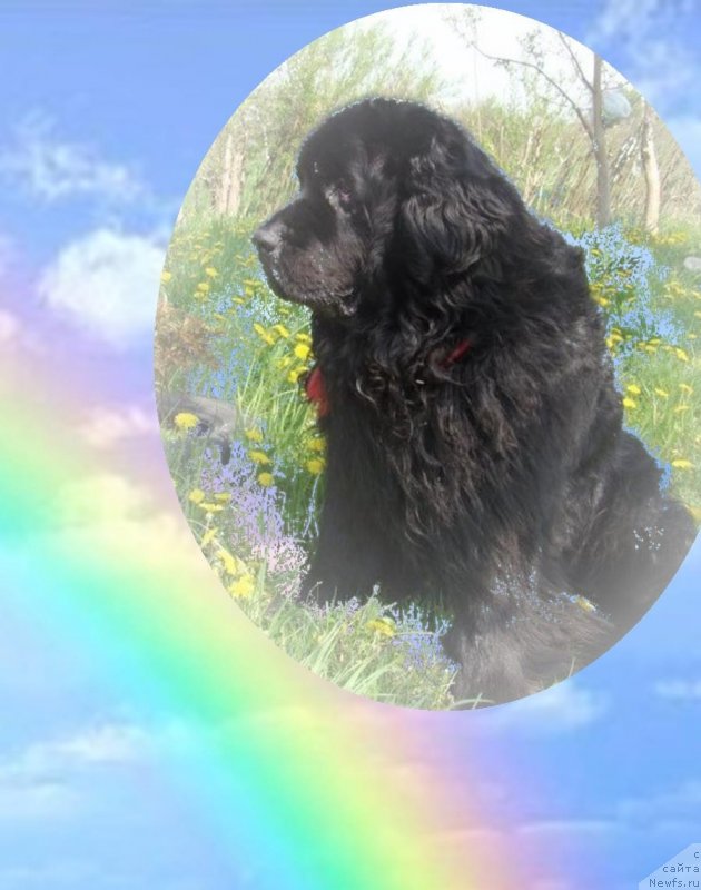 Фото: ньюфаундленд Супер Премиум Бумер