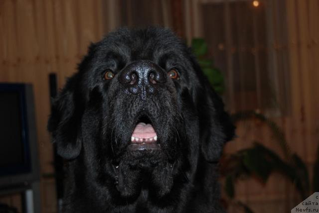 Фото: ньюфаундленд Дар Свезы Андеграунд Шоколада (Dar Svezy Andegraund Shokolada)