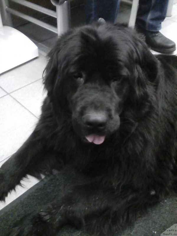 Фотография № 240100