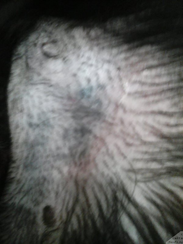 Фотография № 240102