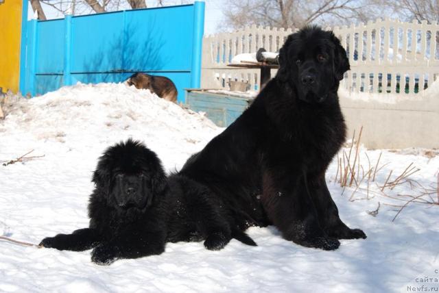 Фото: ньюфаундленд Дар Свезы Андеграунд Шоколада (Dar Svezy Andegraund Shokolada)
