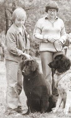 Фото: ньюфаундленд Гер Ассоль