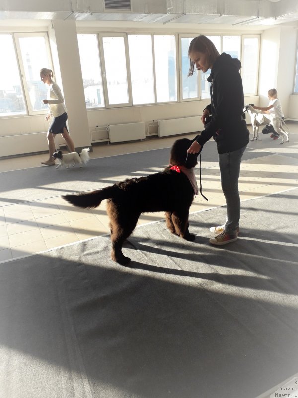 Фото: ньюфаундленд Риччи с Берега Дона (Richchi s Berega Dona), Анастасия Киреева