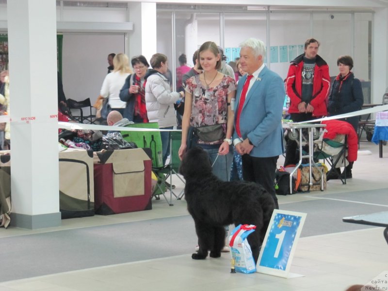 Фото: ньюфаундленд Риччи с Берега Дона (Richchi s Berega Dona), Анастасия Киреева